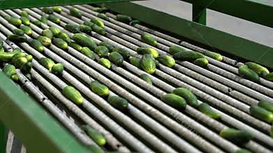 Automatic line for the canning industry.Preserving of Vegetables and Beans