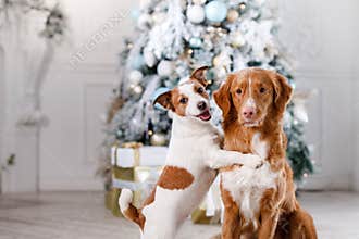 Dog in the scenery, the holiday and the New Year, Christmas, holiday and happy