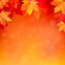 Autumn, fall background with bright golden maple leaves.