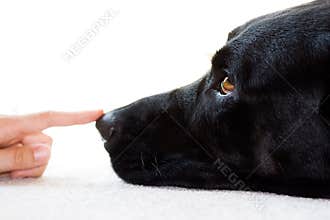 Wet Nose