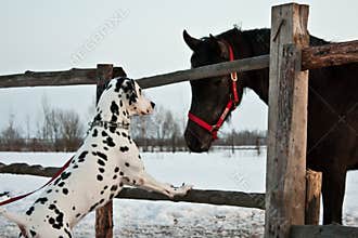 Dog and horse