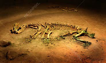 Cave bear - Ursus spelaeus - skeleton