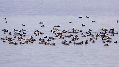 Crowd of Waterfowl