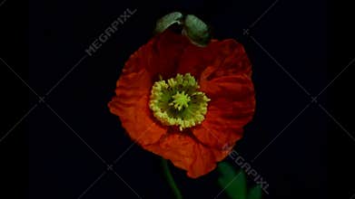 Orange poppy blooming timelapse flower2