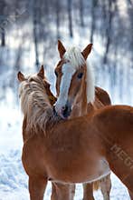 Affectionate horses