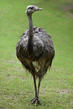 Greater rhea Rhea americana