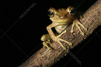 tree frog tropical rain forest amazon night