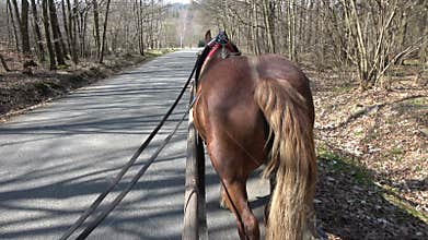 View from a carriage of a horse during a ride in the forest