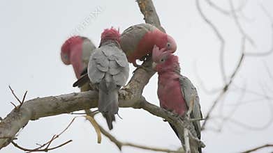 Group gang-gang cockatoos in a tree in Kalbarri, Western Australia