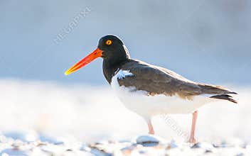 Oyster catcher