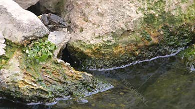 Frog sitting on a stone and jumping in the pond