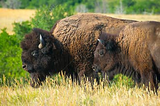 American Buffalo, Bison, Bull, Cow