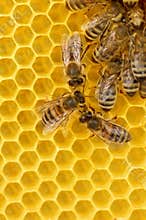 Worker Bees on Honeycomb