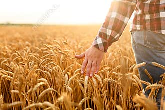 Farmer touching his crop with hand in a golden wheat field. Harvesting, organic farming concept