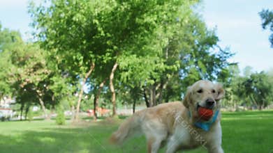 Purebred big dog catching the ball