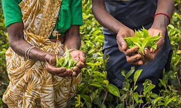 Tea pickers in Nuwara Eliya, Sri Lanka