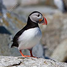 Puffin Standing