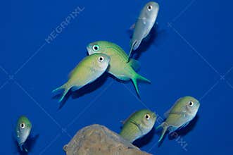 Group of Green/ Blue Chromis