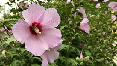 Hibiscus syriacus flowers