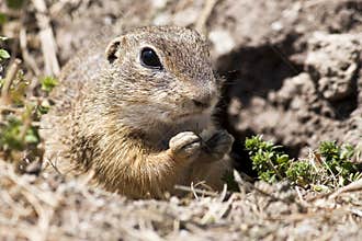 Spermophilus citellus
