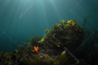 Garibaldi in Kelp Background