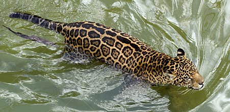 Swimming jaguar