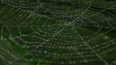 Morning dew on a spider web. animation