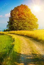 Summer Country Road