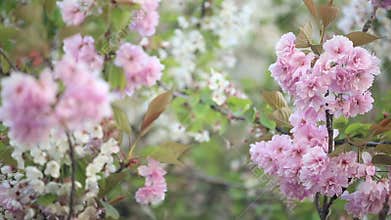 Spring flowers on trees