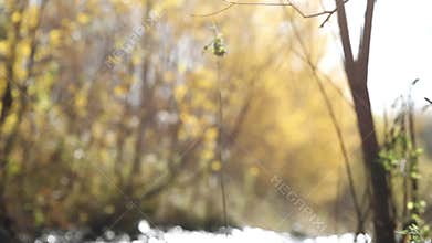 Grandfather with a cane walking outdoors on path