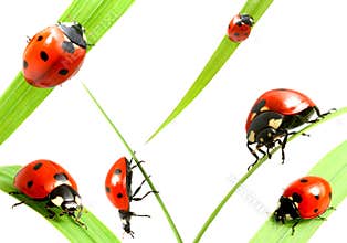 Ladybug family