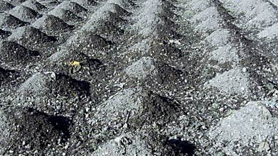 Cultivated land ground piles of soil