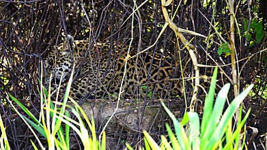 Closeup view of Jaguar licking itself in Pantanal riverbank, Brazil