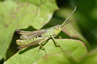 Cricket Insect