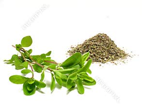 Marjoram