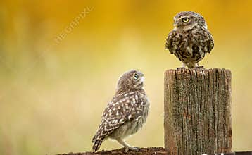 Wild little owls