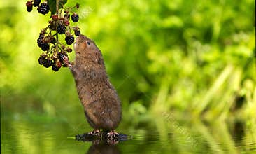 Water vole blackberry picking