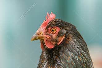 Poultry - Backyard chickens