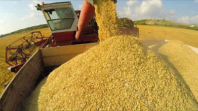 Rural Combine Unloading Grains Into Trailer At
