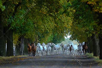 Herd of arabian horses on the village road