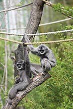 Silvery gibbon