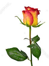 Dewy rose flower