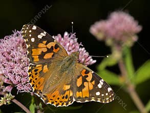 Vanessa cardui