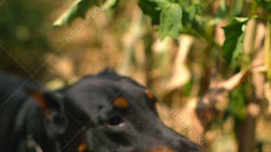 Doberman dog barking in a cornfield