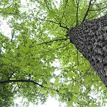 Oak Tree