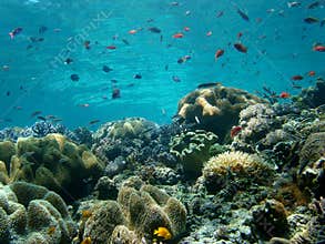 Blue Water, Coral Reef