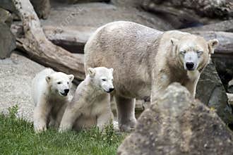 Polar bears