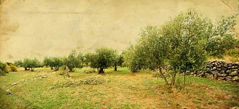 Olive trees