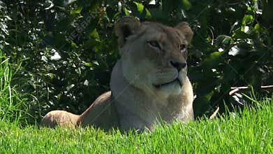 African lioness lay on green grass