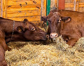 Dairy cows in a barn eating hay